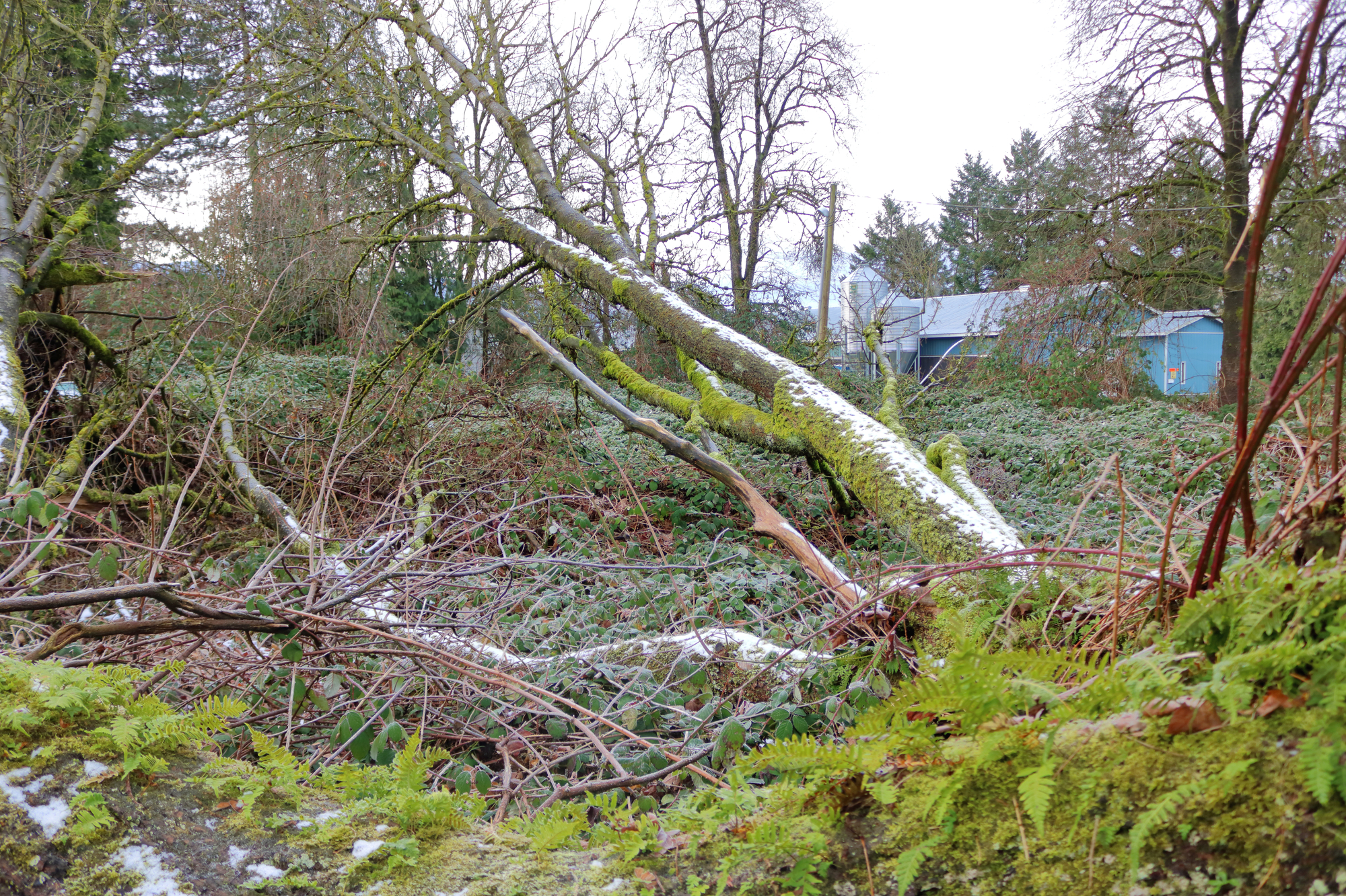 Prodan LLC provides Tigard land clearing services