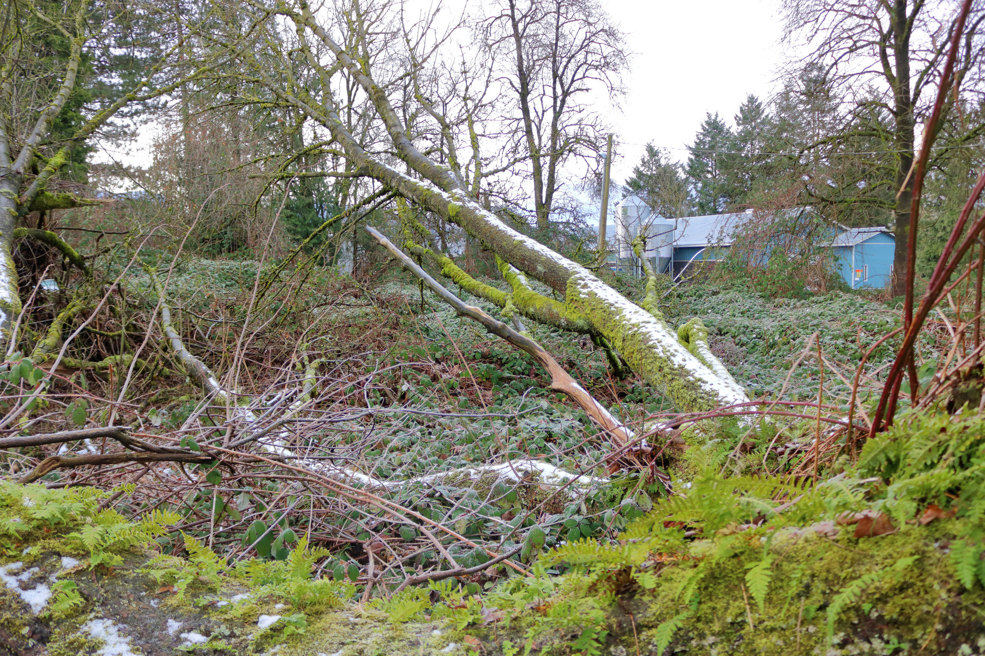 Prodan LLC provides Troutdale land clearing services